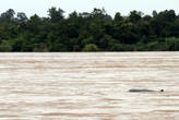 Речной дельфин в Меконге
