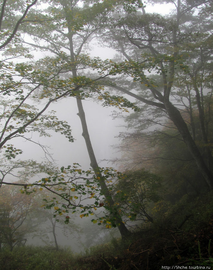 Национальный парк Никко. Туман и озеро Чузенджи Никко, Япония