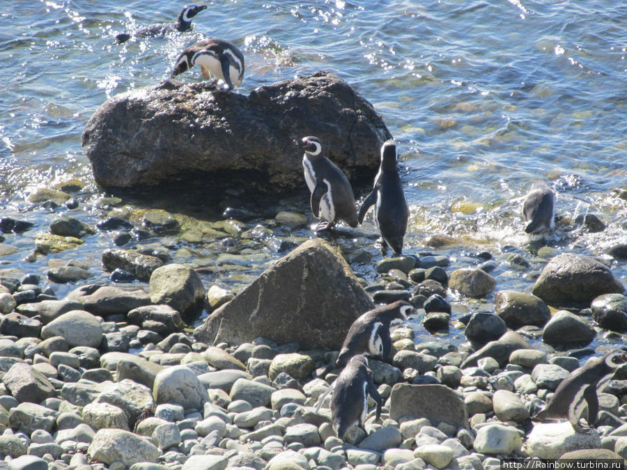 Пингвины конечно не только в норках, но и в воде. Остров Магдалена, Чили