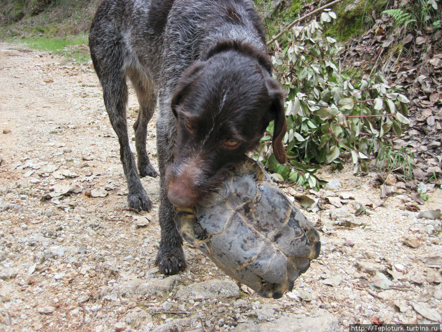 Собака принесла черепаху Алания, Турция