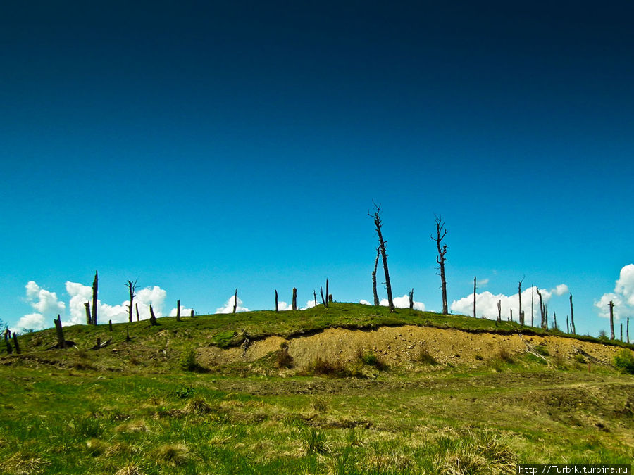 мёртвый лес на склоне горы Полонина-Кук Межгорье, Украина