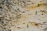вместо вырубленных сосен тут же сажают новые ростки. Рости им на этой благодатной почве десятки и десятки лет...