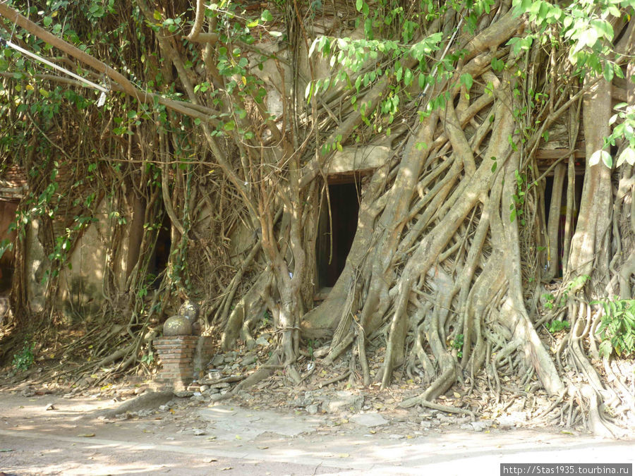 Таинственная часовня в корнях гигантского дерева Баньян.