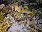 Крупнопятнистая рыба-еж( Diodon liturosus) во время ночного снорка