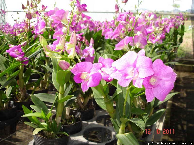 Оранжерея орхидей Санья, Китай Оранжерея орхидей Санья, Китай