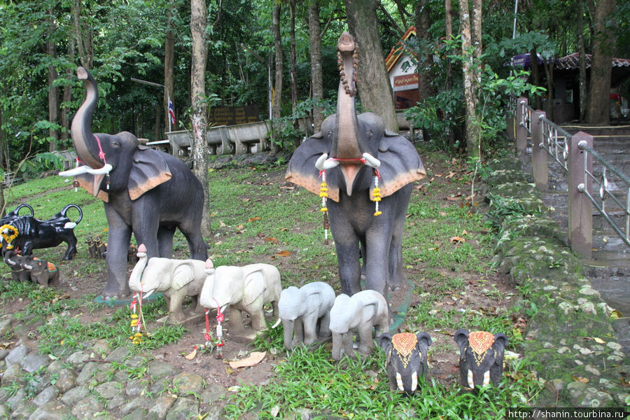Слоны Кхао-Яй Национальный Парк, Таиланд