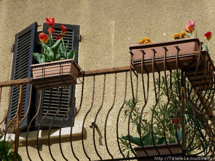 Вы часто видели тюльпаны в балконном горшке? Я единственный раз и поэтому сняла Сан-Марино, Сан-Марино