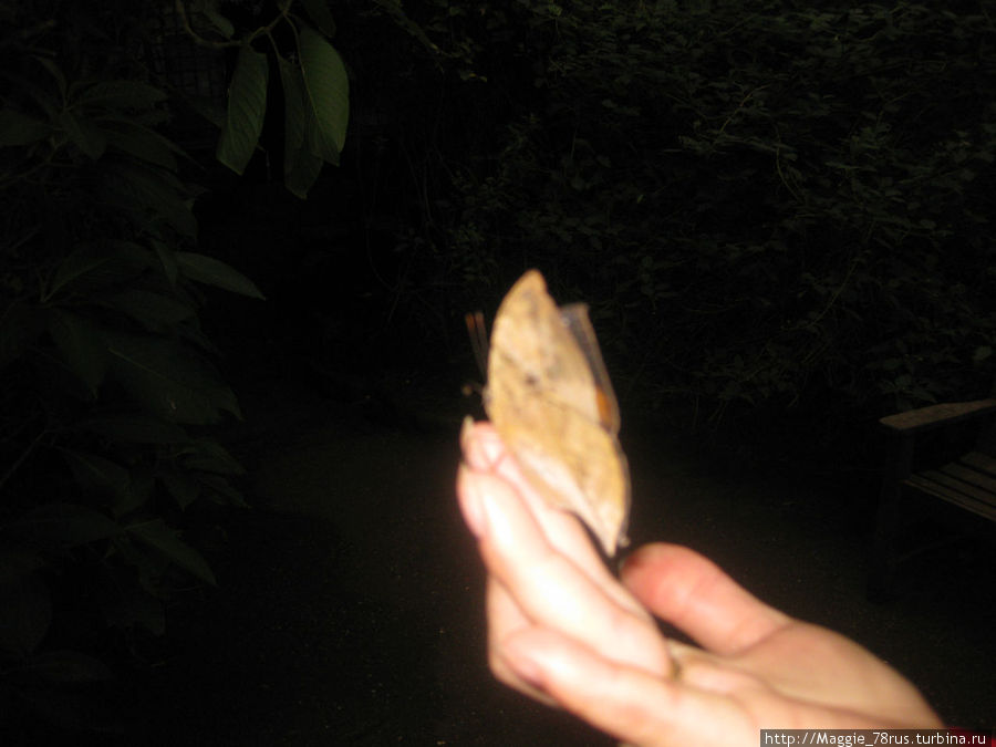 Ферма бабочек в Стратфорде-на-Эйвоне, Уорикшир Стратфорд-на-Эйвоне, Великобритания
