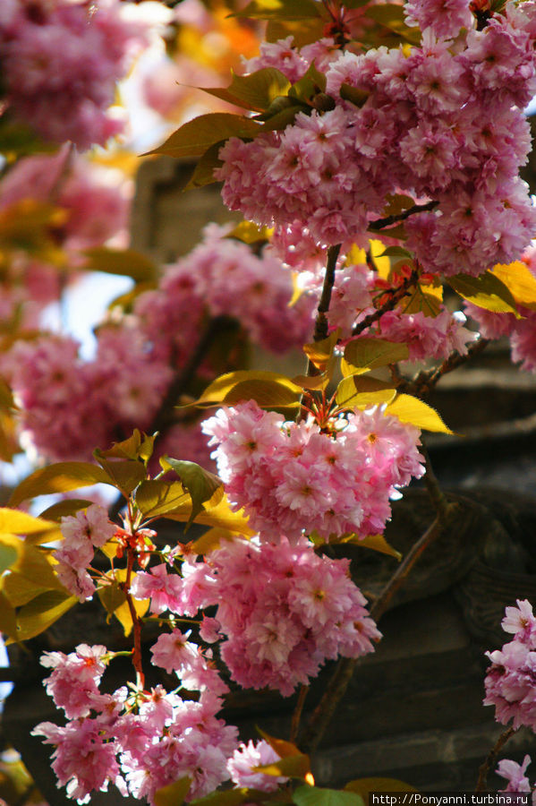 В Штутгарте тоже цветет сакура. Штутгарт, Германия