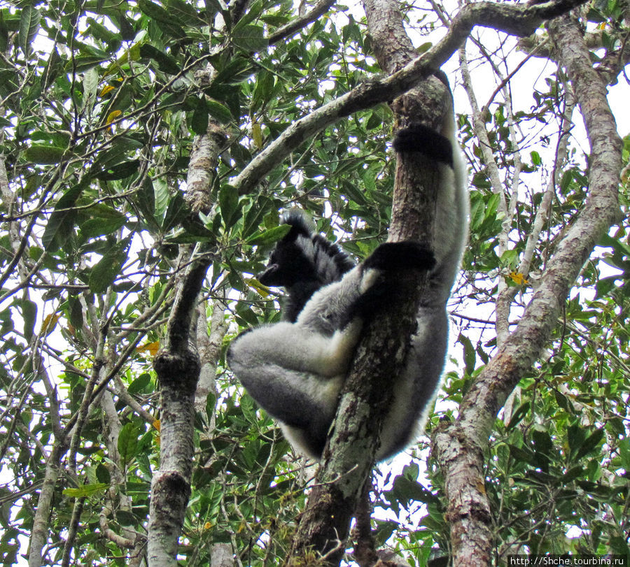Индри — звезда национального парка Андасибе-Мантадиа Национальный Парк, Мадагаскар