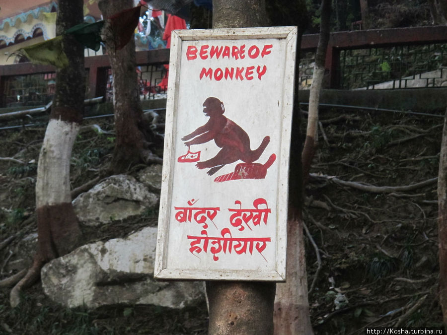 ох, уж эти макаки Дарджилинг, Индия