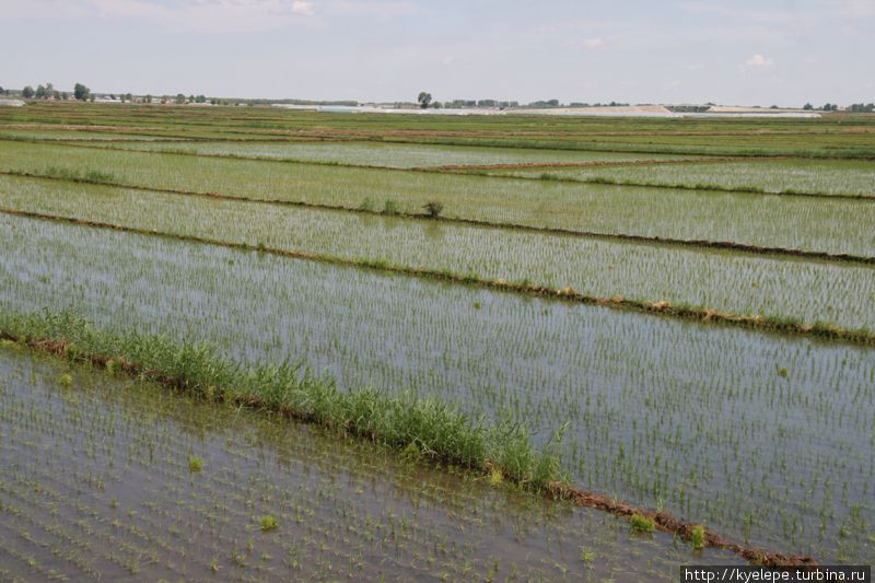Знаменитые рисовые поля. Китай