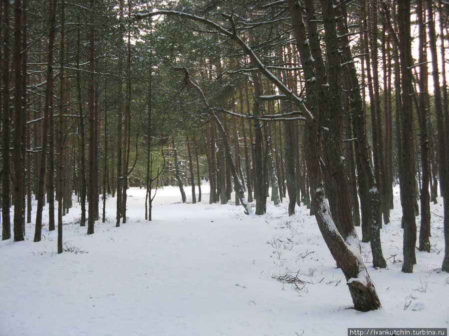 Явно выраженная граница между танцующим и стоящим лесом Явно выраженная граница между танцующим и стоящим лесом