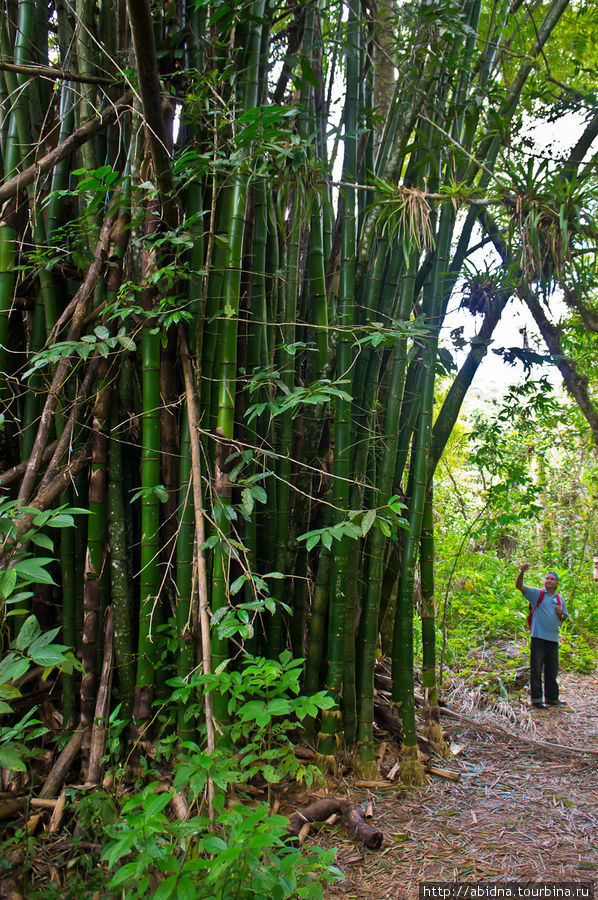 Такой большой бамбук Тринидад, Куба