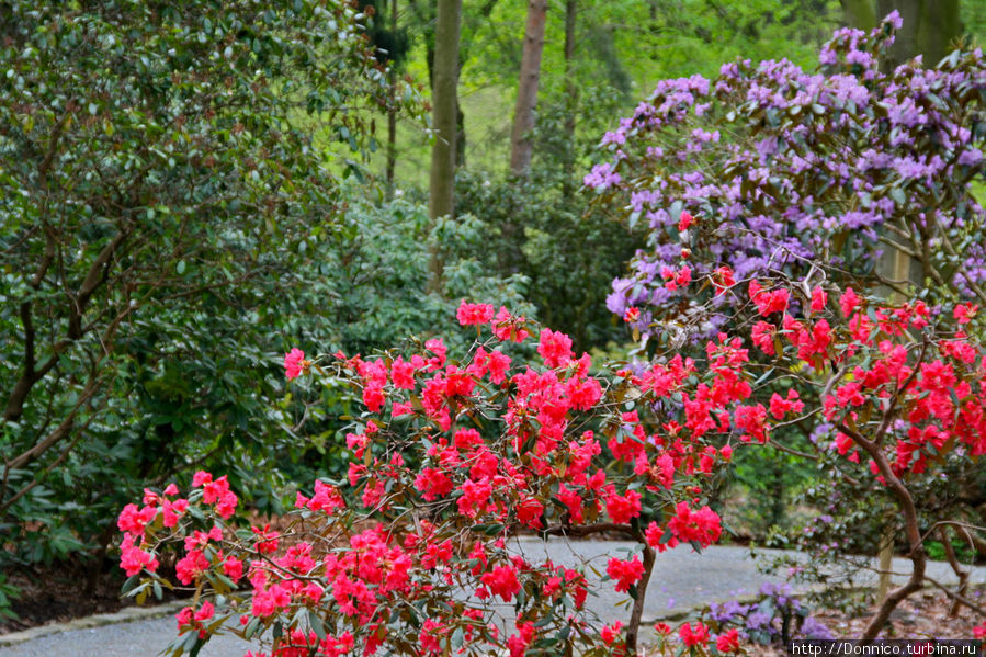 Рододенбремен! Бремен, Германия Рододенбремен! Бремен, Германия