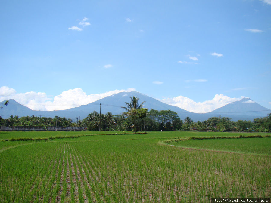 Ява Ява, Индонезия