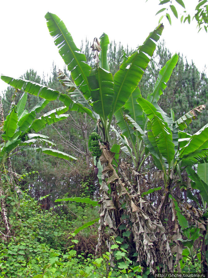 Ну и банан, как же без него Андасибе-Мантадиа Национальный Парк, Мадагаскар