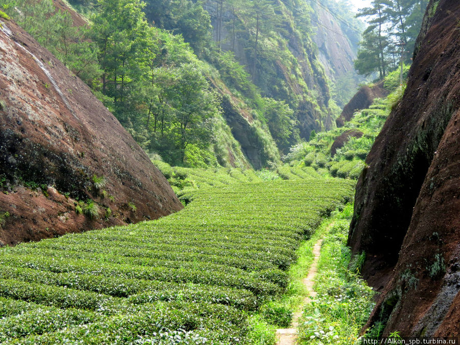 Плантации Да хун Пао и шесть материнских кустов этого чая Уишань, Китай