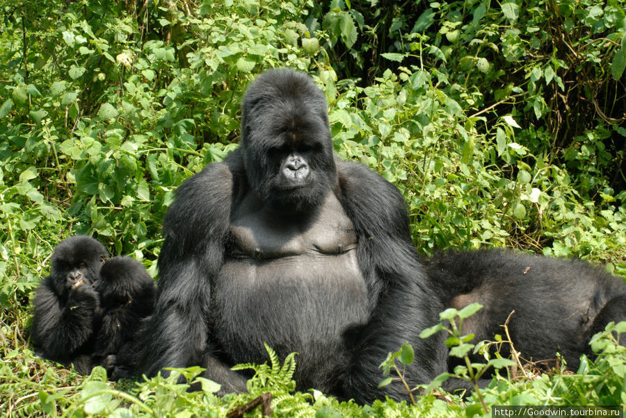 Папаша уселся на дороге,с претензией на фамильную фотографию Вулканос Национальный Парк, Руанда