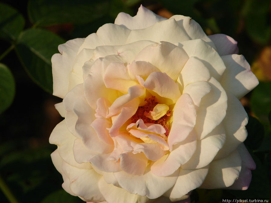 Истинному страннику Истинному страннику