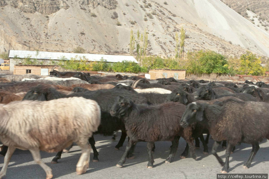 Пропустить стадо баранов Киргизия