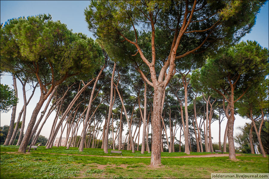 Не знаю название этих потрясающих деревьев, но ими усеян весь Рим. Мне они очень нравятся можно сказать, что я их обожаю ))) Рим, Италия