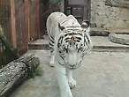 Белый бенгальский Тигра