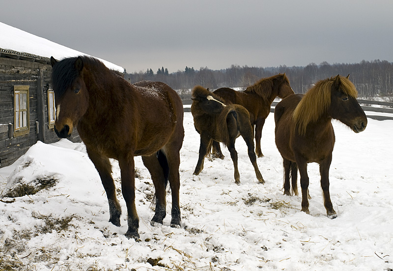 Лошади на конюшне местного лесхоза. Один из этих коняшек днями позже отвез нас в деревеньку Масельга...