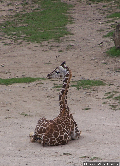жираф жираф