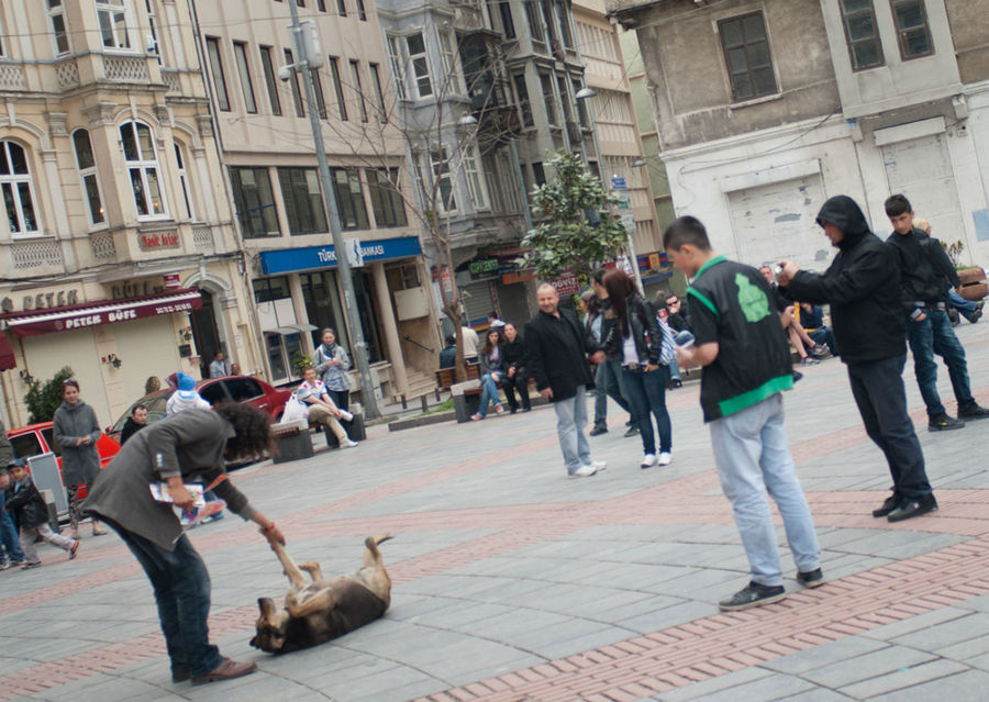 Живность Стамбула Стамбул, Турция