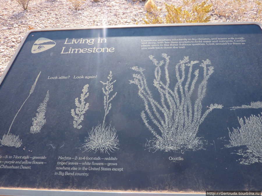 Это стенд, рассказывающий, какие растения могут расти на известняке(Limestone)