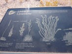 Это стенд, рассказывающий, какие растения могут расти на известняке(Limestone)