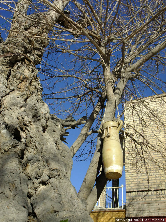 500-сотлетние тутовые деревья на берегу Ляби-хауза, кувшины подвешены для проживания джиннов:) Бухара, Узбекистан