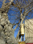 500-сотлетние тутовые деревья на берегу Ляби-хауза, кувшины подвешены для проживания джиннов:)
