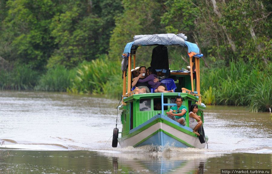 клоток Национальный парк Танджунг Путинг, Индонезия