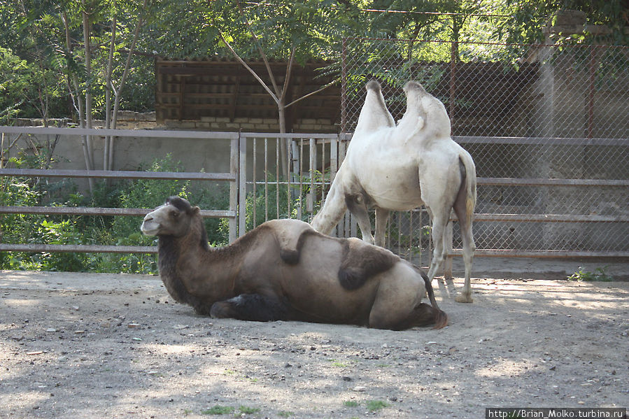 Зоопарк Одесса, Украина
