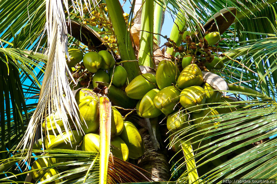 так растет Coco de Mer Остров Праслин, Сейшельские острова
