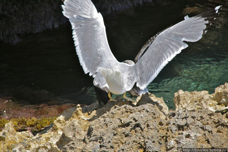 Чайка атакует Л-Эстартит, Испания Чайка атакует Л-Эстартит, Испания