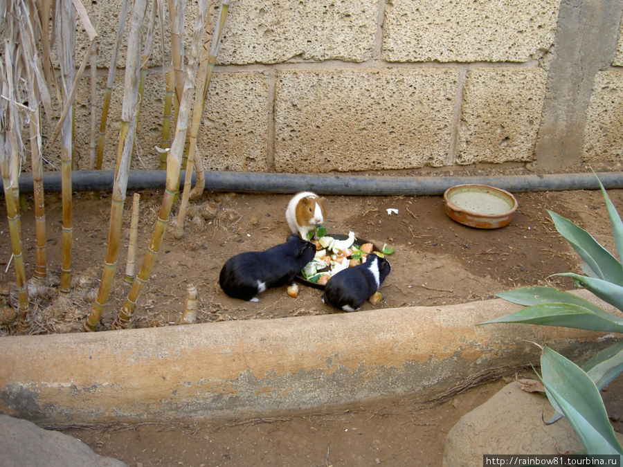 Тенерифе туристический Тенерифе туристический