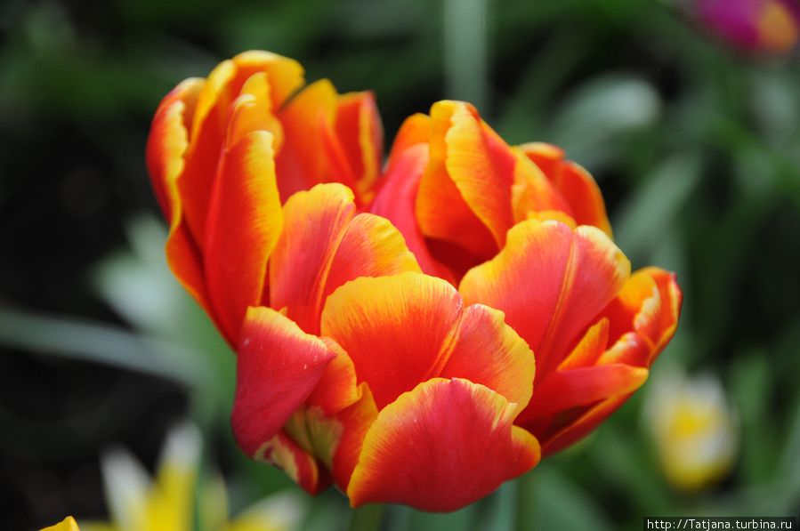 Окунаясь в цветочное счастье Нидерланды