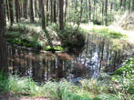 озерцо в лесу (возможно искусственно вырытое, для осушения болота)