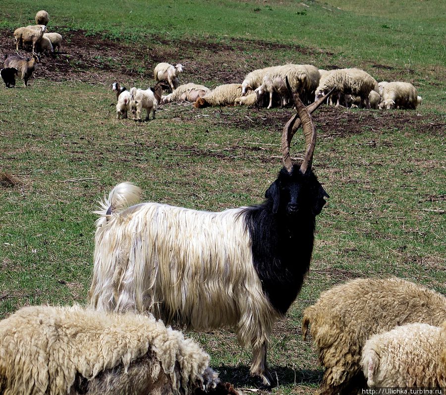 Встреча с Кавказской овчаркой в горах.. Грузия