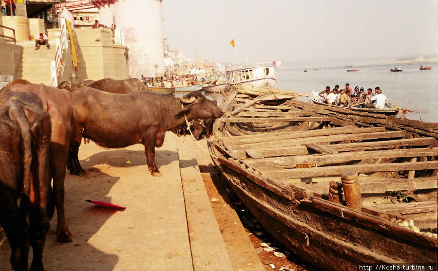 священному городу священные коровы Варанаси, Индия