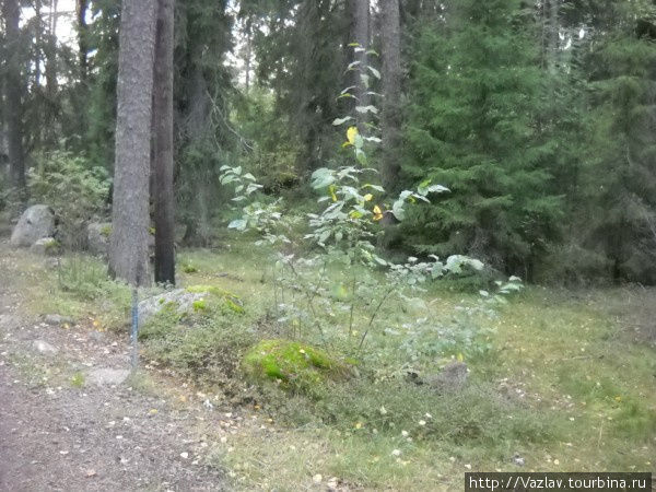 В чаще леса Котка, Финляндия