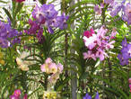 Орхидеи в саду вблизи Чианг Мая.