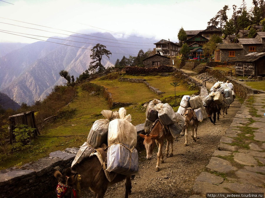 Очень странные животные что то между ослами и лощадьми, так мы и не поняли кто это то) Гора Эверест (8848м), Непал