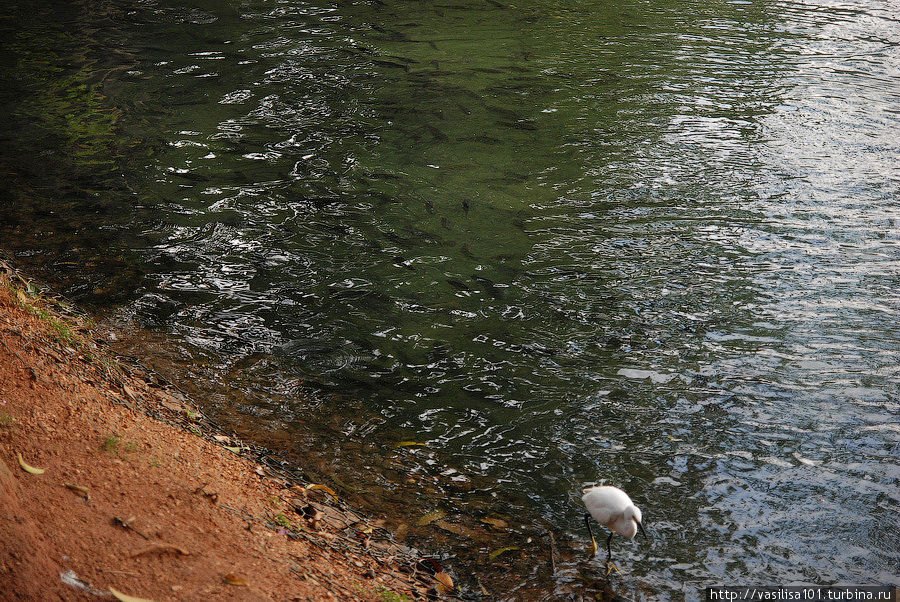 Вокруг озера Канди Канди, Шри-Ланка Вокруг озера Канди Канди, Шри-Ланка