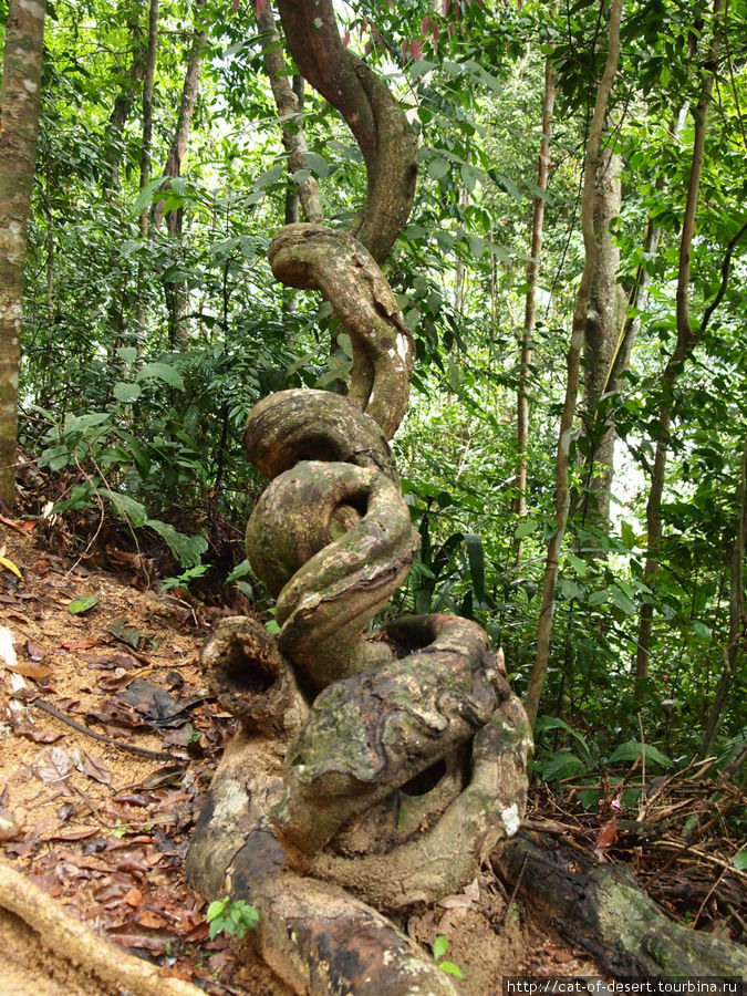 Лесенка вела вверх, в дикие джунгли Пинанг остров, Малайзия