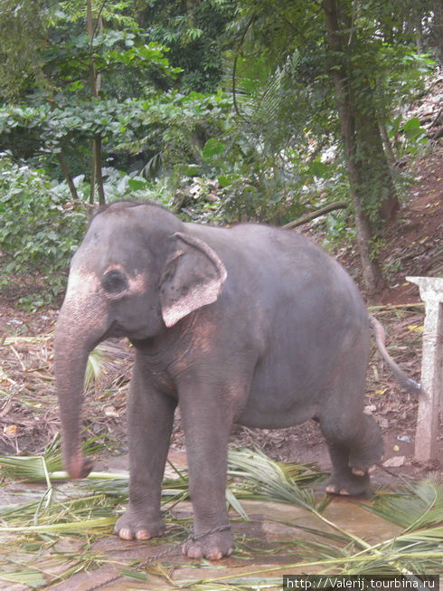 А слон — он и рабочий и участник ежегодных шествий. Тогда его наряжают и почитают. Бентота, Шри-Ланка