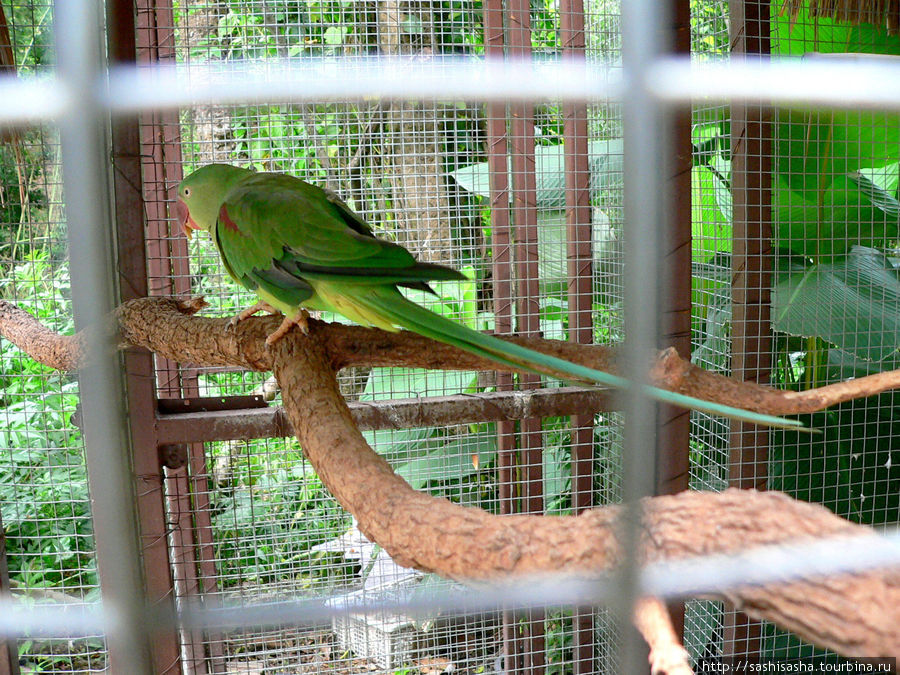 Зоопарк Чианг Мая. Птицы Чиангмай, Таиланд